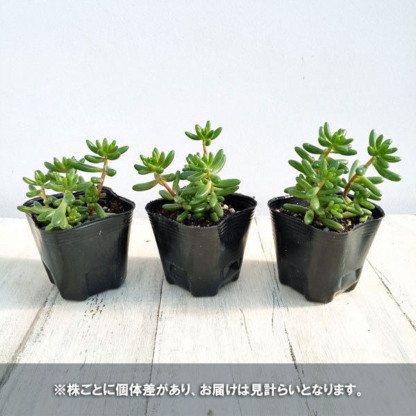 観葉植物 セダム 虹の玉3号ポット : 園芸ネット - 通販 - Yahoo
