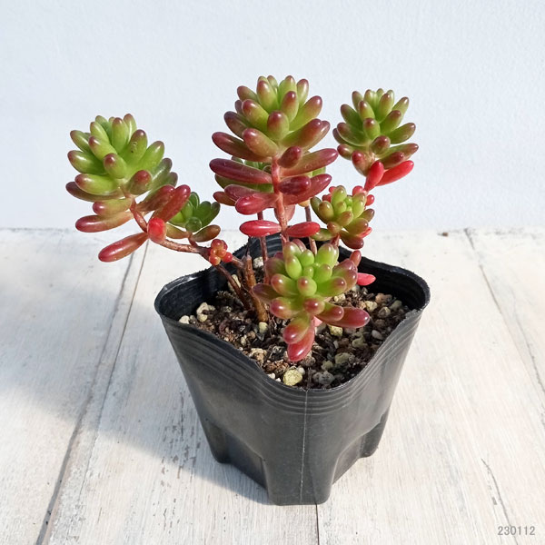 観葉植物 セダム 虹の玉3号ポット : 園芸ネット - 通販 - Yahoo