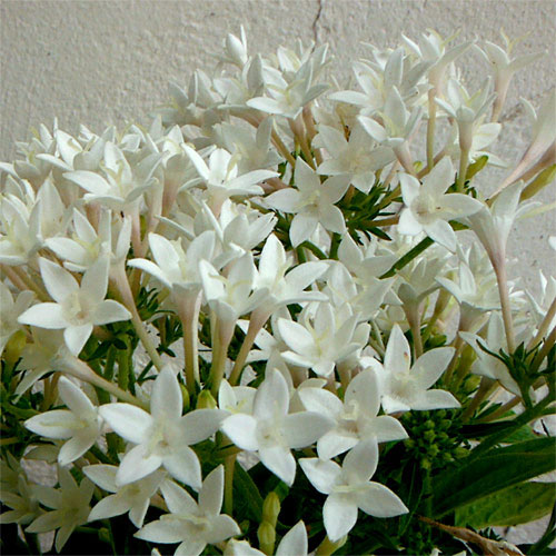草花の苗 ペンタス グラフィティ ホワイト3-...の詳細画像5