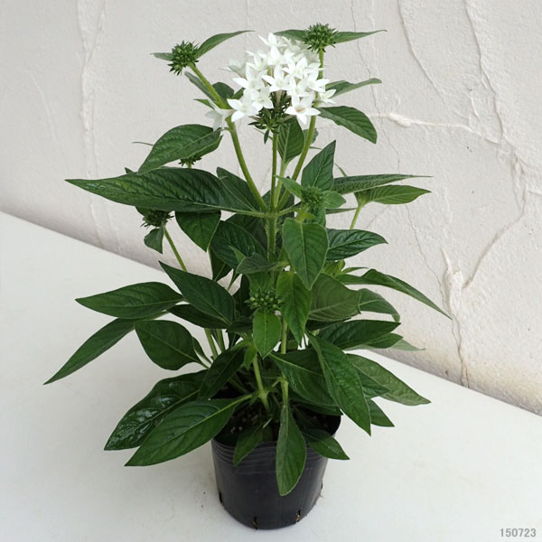 草花の苗 ペンタス グラフィティ ホワイト3-...の詳細画像3
