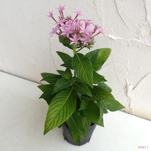 草花の苗 (わけあり特価)ペンタス グラフィテ...の詳細画像5