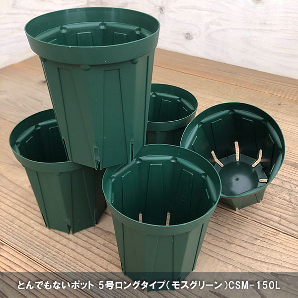 Ｉ【蕾付き】デッドストック♡綾♡ブルーローズ／芽接ぎ苗／5号ロングスリットポット 雑貨・鉢 | 橋本種苗園オンラインストア