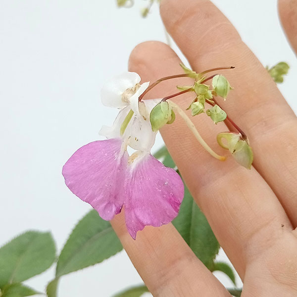 山野草の苗 ツリフネソウ(釣船草) 源平ツリフ...の詳細画像2