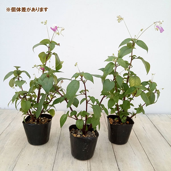 山野草の苗 ツリフネソウ(釣船草) 源平ツリフ...の詳細画像3