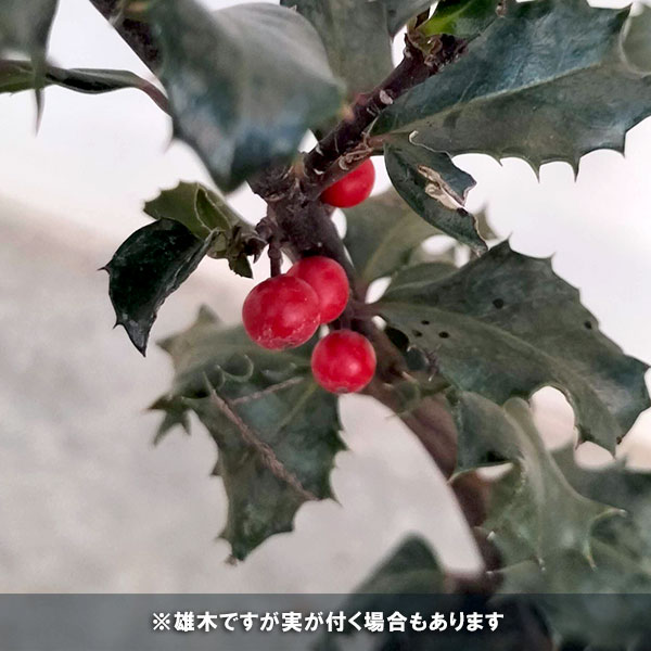 西洋ヒイラギのおすすめ人気商品一覧 通販 - Yahoo!ショッピング