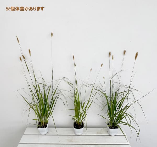 草花の苗 ペニセタム（チカラシバ） レッドボタン3.5号ポット |  | 04