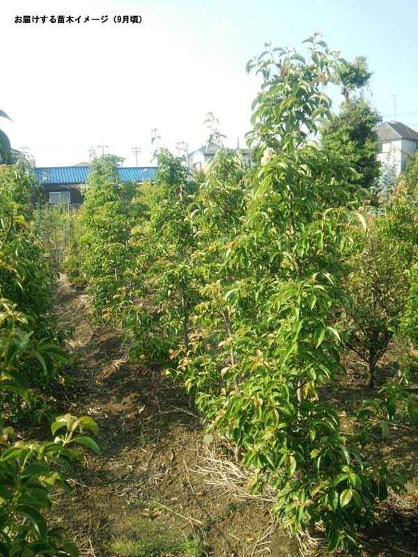 花木 庭木の苗 常緑ヤマボウシ ホンコンエンシス月光 単木 樹高1.5m根