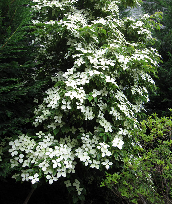 常緑ヤマボウシ 月光 株立ち - 植物/観葉植物