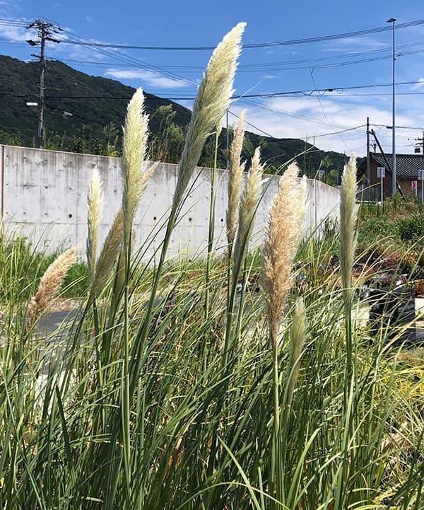 草花の苗 26年8月下旬予約 パンパスグラス プミラ（姫パンパス） 6号