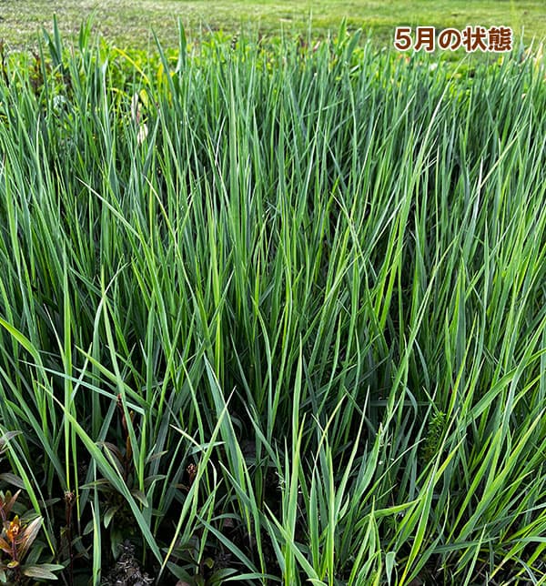 草花の苗 パニカム ヘビーメタル3.5号ポット |  | 01