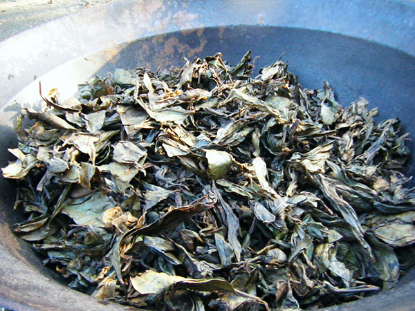 花木 庭木の苗 チャ(お茶の木) やぶきた茶4...の詳細画像1