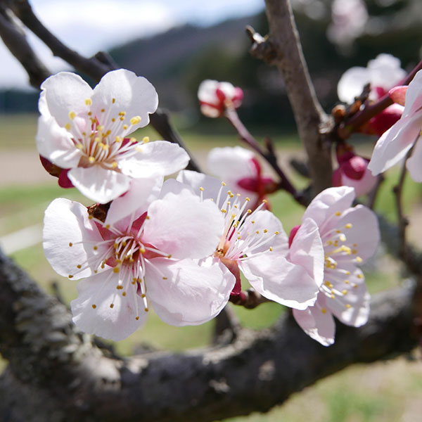 果樹の苗 ウメ（梅） なんこう（南高）4〜5号ポット : 園芸ネット
