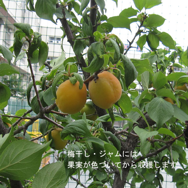 果樹の苗/ウメ（梅）：麗和（れいわ）4〜5号ポット｜engei｜05