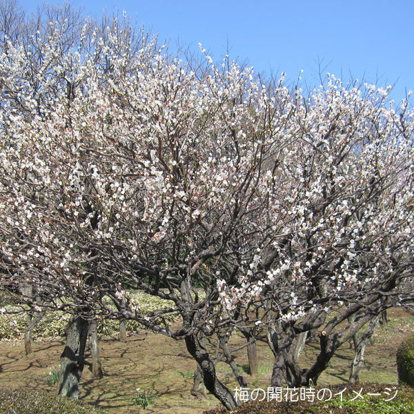 果樹の苗/ウメ（梅）2種受粉樹セット：露茜（つゆあかね）とウメ（梅）：しろかが（白加賀）4〜5号ポット｜engei｜07