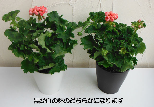 ゼラニウム 苗のおすすめ人気商品一覧 通販 - Yahoo!ショッピング