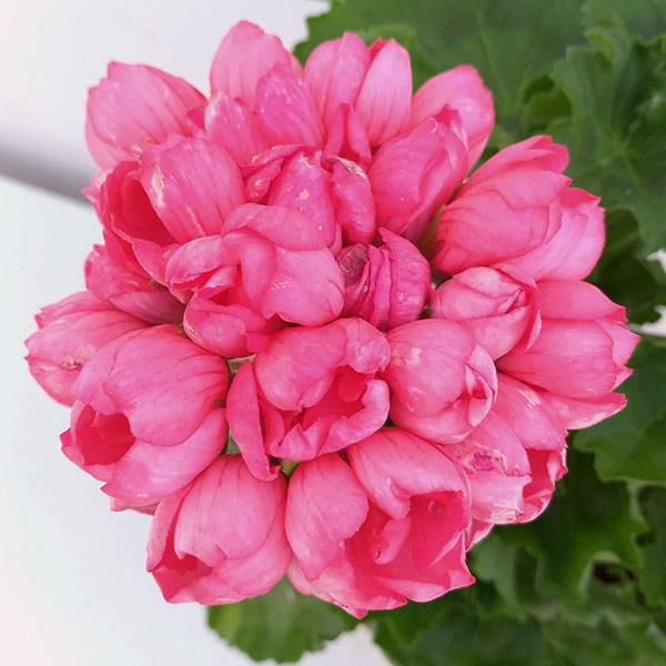 ゼラニウム 苗のおすすめ人気商品一覧 通販 - Yahoo!ショッピング