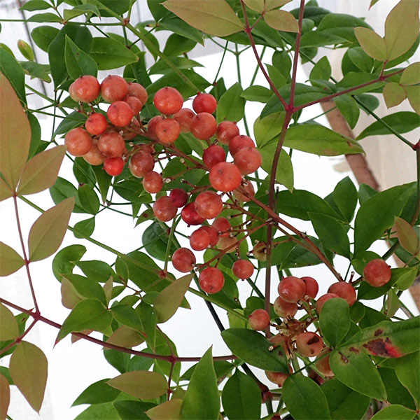 南天の葉のおすすめ人気商品一覧 通販 - Yahoo!ショッピング