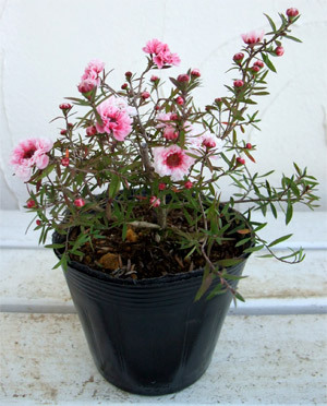 花木 庭木の苗 ギョリュウバイ 濃桃八重3号ポットの詳細画像4