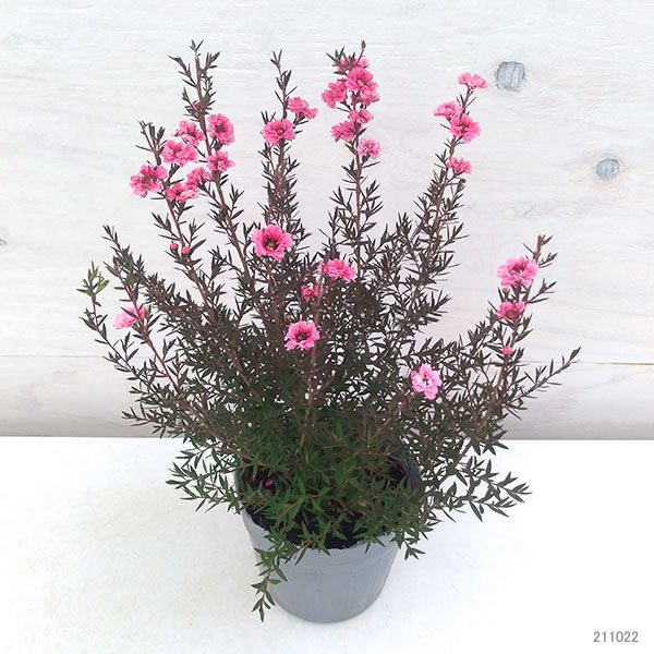 花木 庭木の苗 ギョリュウバイ 濃桃八重3号ポットの詳細画像5