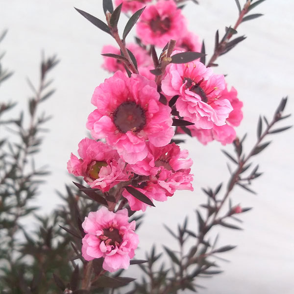 花木 庭木の苗 ギョリュウバイ 濃桃八重3号ポットの詳細画像2