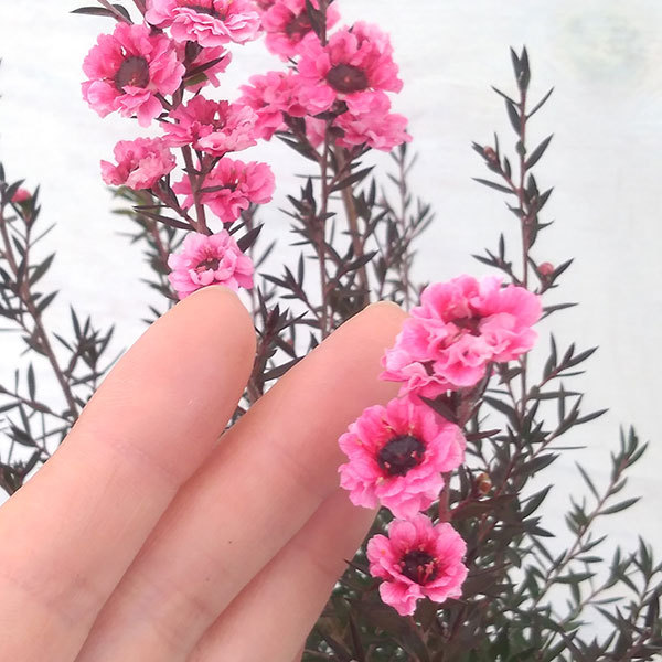 花木 庭木の苗 ギョリュウバイ 濃桃八重3号ポットの詳細画像1