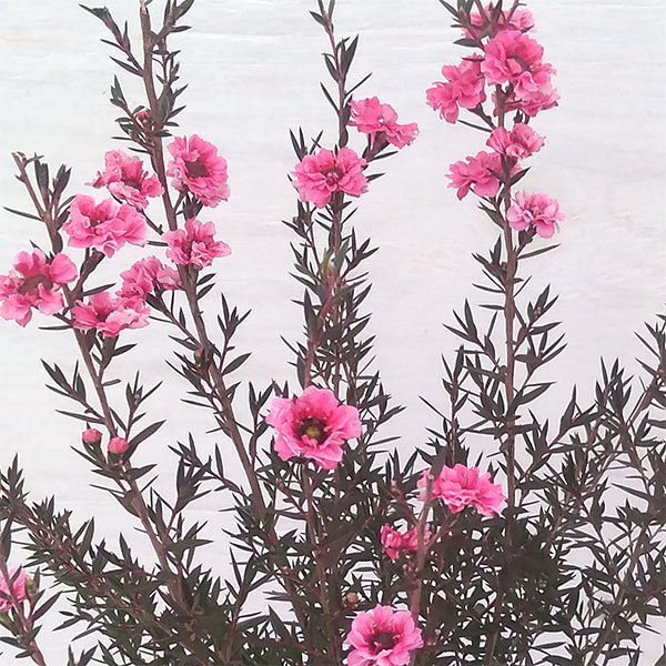 花木 庭木の苗 ギョリュウバイ 濃桃八重3号ポットの詳細画像3