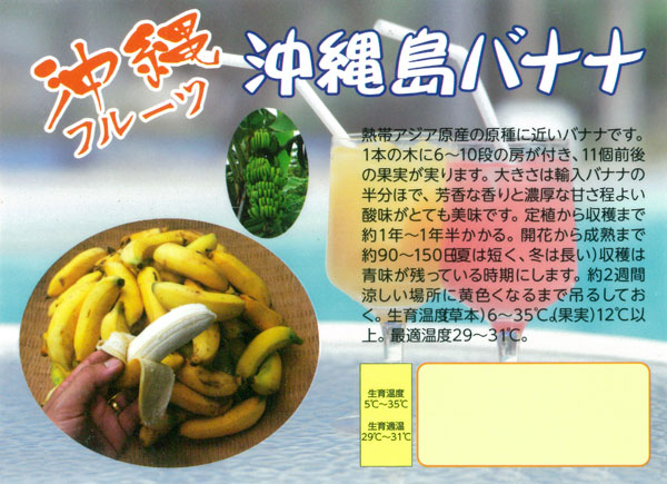 島バナナ苗のおすすめ人気商品一覧 通販 - Yahoo!ショッピング