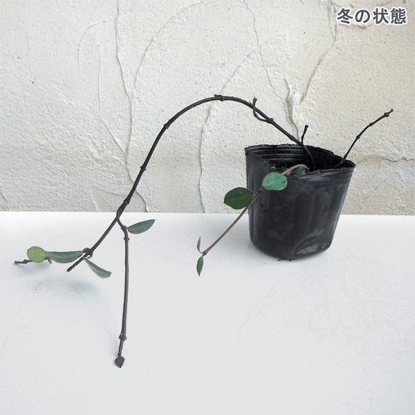 草花の苗/テイカカズラ 3号ポット2株セット｜engei｜05