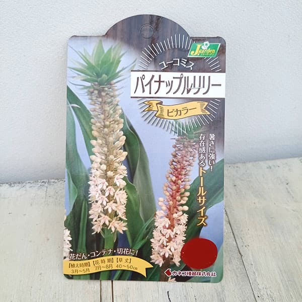 球根 ユーコミス(パイナップルリリー) ビカラ...の詳細画像1