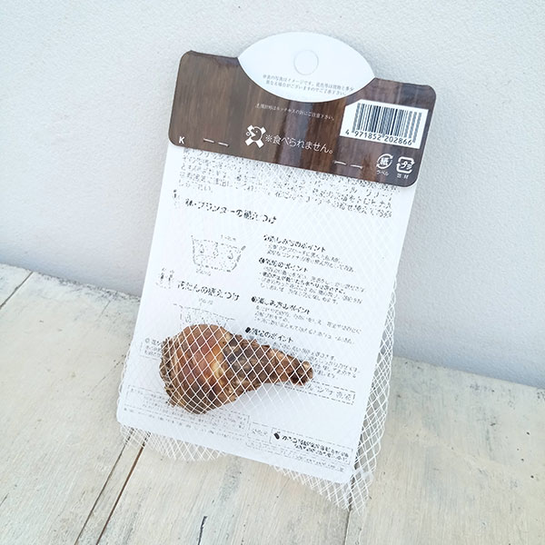 球根 ユーコミス(パイナップルリリー) ビカラ...の詳細画像2