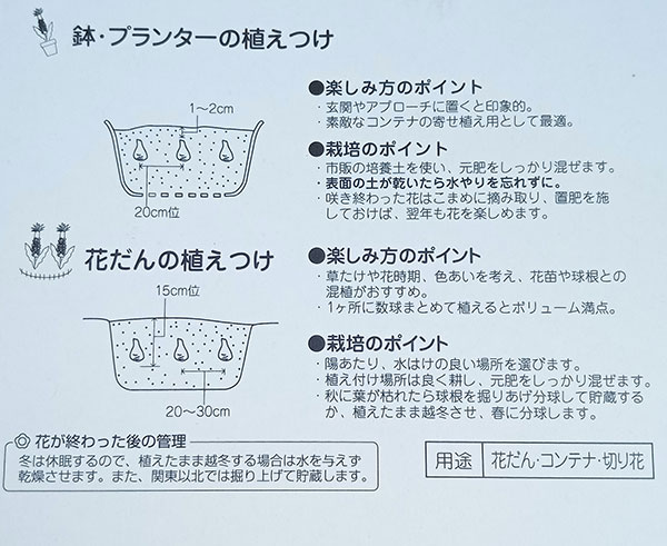 球根 ユーコミス(パイナップルリリー) ビカラ...の詳細画像3