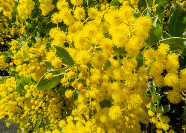 パールアカシアのおすすめ人気商品一覧 通販 - Yahoo!ショッピング