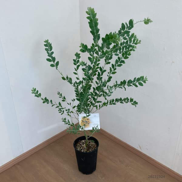 パールアカシア（苗木、植木） | 花、ガーデニング のおすすめ人気商品