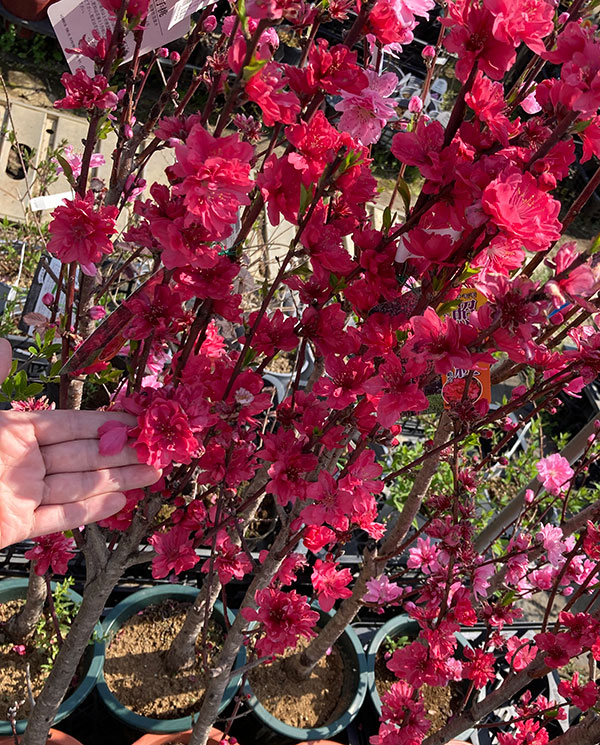 花木 庭木の苗/ほうき性花桃(ハナモモ): 照手紅（テルテベニ・赤花）6