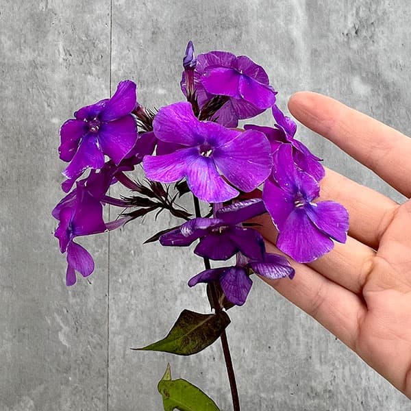 草花の苗 26年10月中下旬予約 フロックス ...の詳細画像4