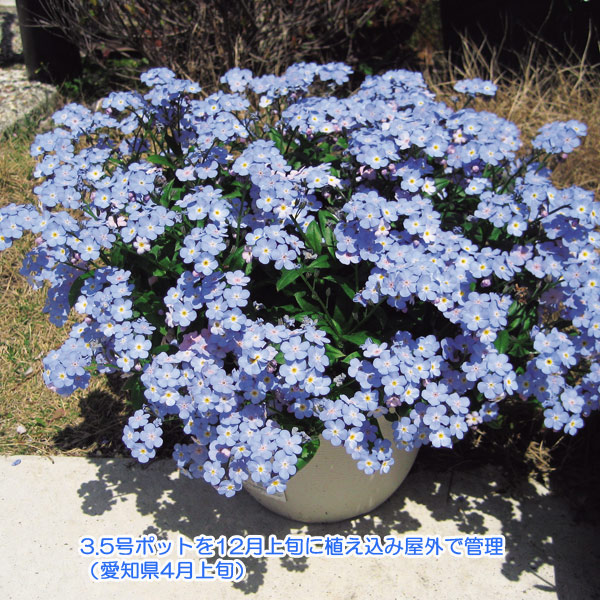 草花の苗 26年10月中下旬予約 ミオソティス...の詳細画像5