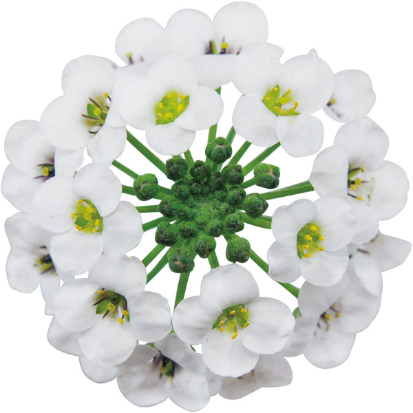 草花の苗 スーパーアリッサム スノープリンセス3号ポット |  | 04