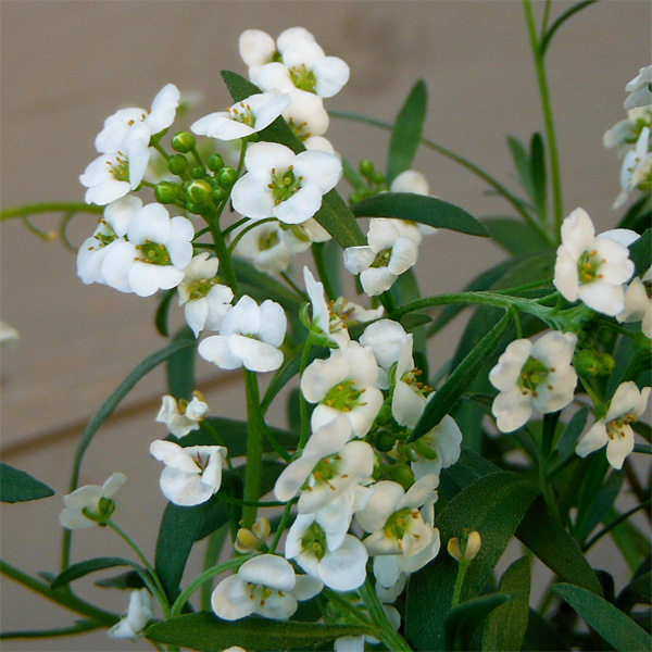 草花の苗 スーパーアリッサム スノープリンセス3号ポット |  | 10