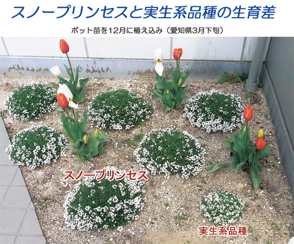 草花の苗 スーパーアリッサム スノープリンセス3号ポット |  | 05