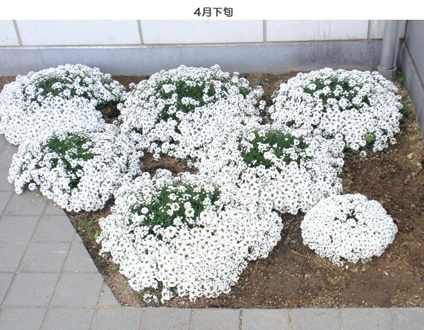 草花の苗 スーパーアリッサム スノープリンセス3号ポット |  | 13