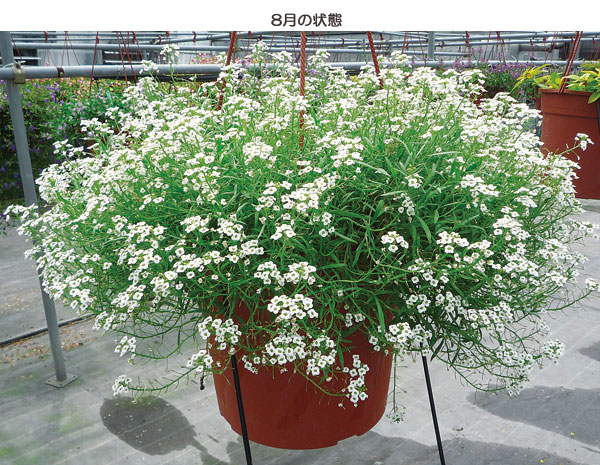 草花の苗 スーパーアリッサム スノープリンセス3号ポット |  | 14