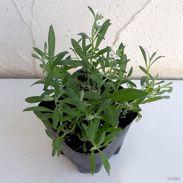 草花の苗 スーパーアリッサム スノープリンセス3号ポット |  | 06