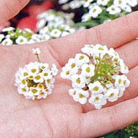 草花の苗 スーパーアリッサム スノープリンセス3号ポット |  | 03