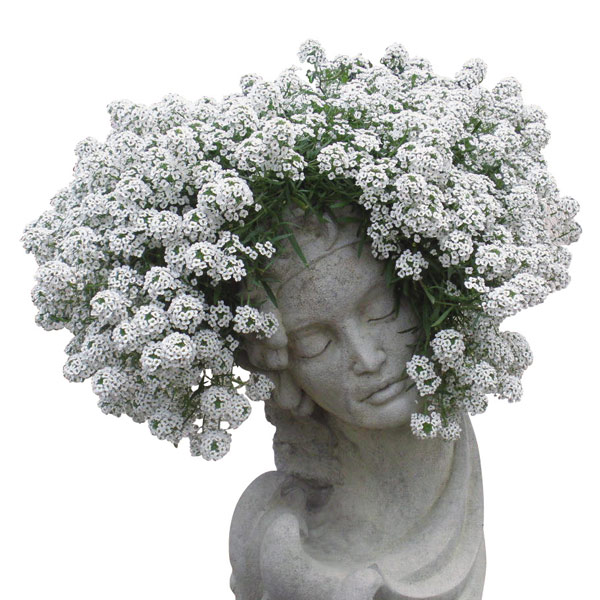 草花の苗 スーパーアリッサム スノープリンセス3号ポット |  | 02