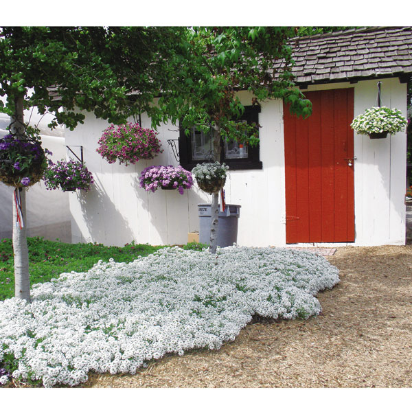 草花の苗 スーパーアリッサム スノープリンセス3号ポット |  | 11