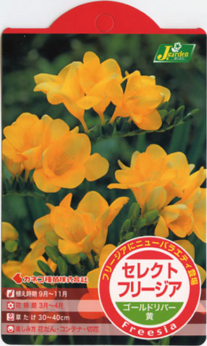 球根 26年9月中下旬予約 フリージア ゴール...の詳細画像1