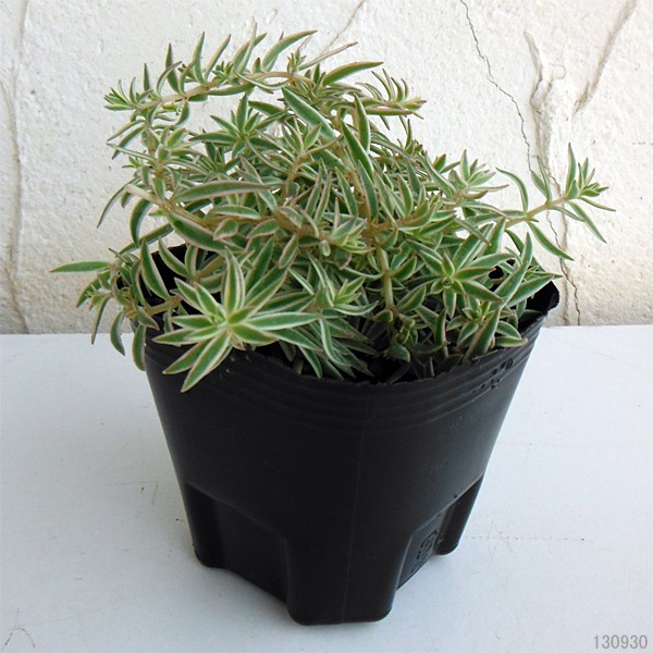 観葉植物 セダム フクリンマンネングサ3号ポットの詳細画像4