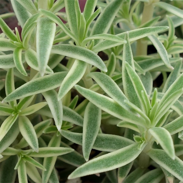 観葉植物 セダム フクリンマンネングサ3号ポットの詳細画像5