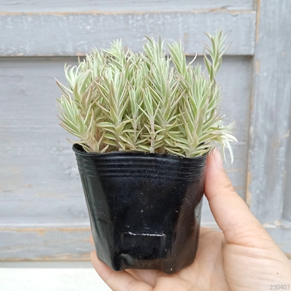観葉植物 セダム フクリンマンネングサ3号ポットの詳細画像3
