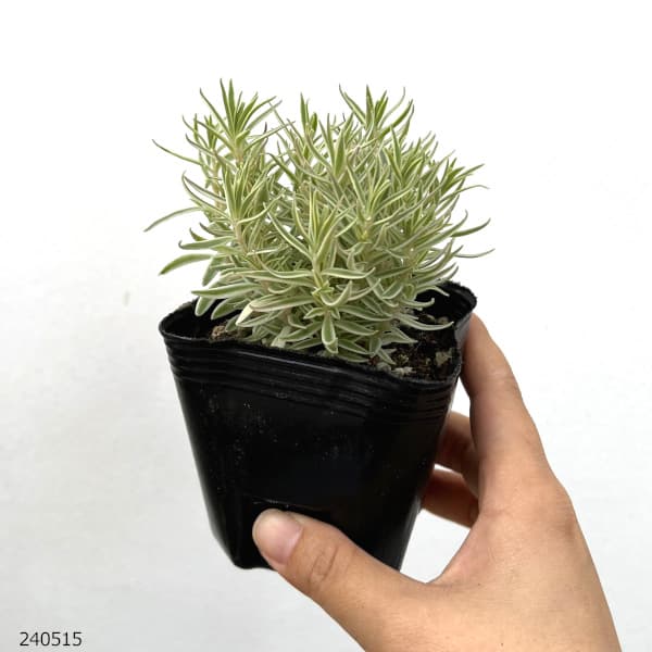 観葉植物 セダム フクリンマンネングサ3号ポット : 園芸ネット - 通販